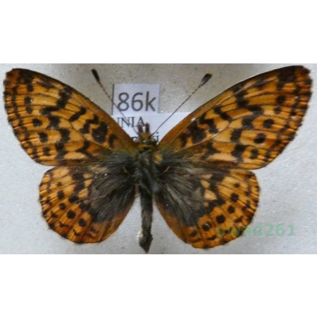 Boloria frigga (Becklin, 1791) Finland86k